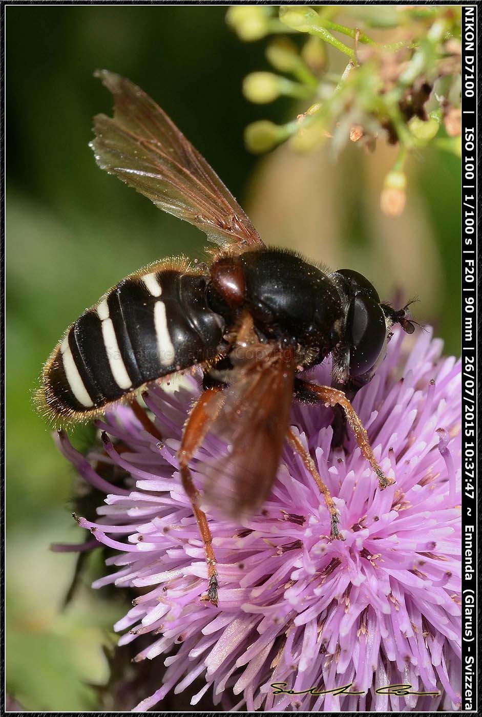 Syrphidae:   Sericomyia sp.